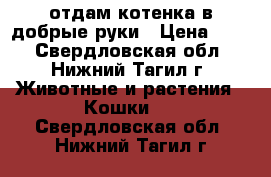 отдам котенка в добрые руки › Цена ­ 10 - Свердловская обл., Нижний Тагил г. Животные и растения » Кошки   . Свердловская обл.,Нижний Тагил г.